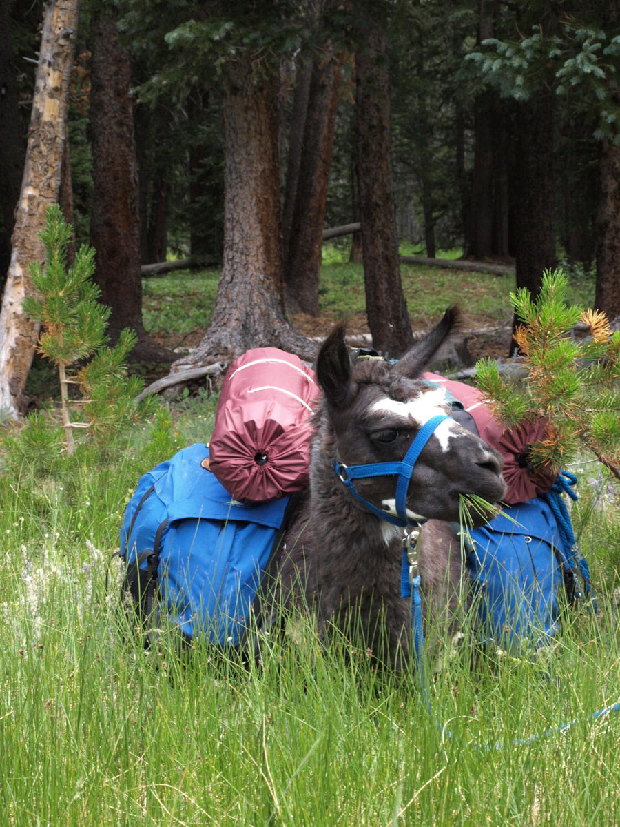 Timberline Pack Saddles and Panniers Rocky Mountain Llamas