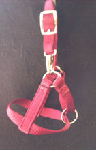 Load image into Gallery viewer, Weanling Halter - Nylon
