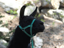Load image into Gallery viewer, Llama Halter - Trail
