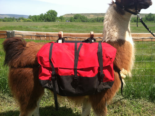Classic pack llama with a Timberline pack saddle and red panniers